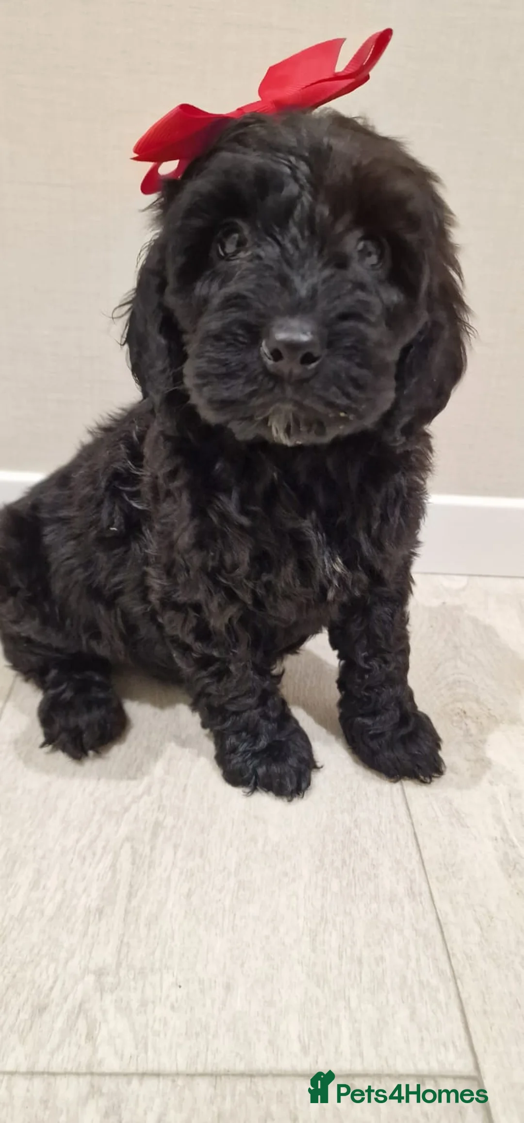 Cockapoo dogs for sale: F1 cockapoo  ready now - Advert 13