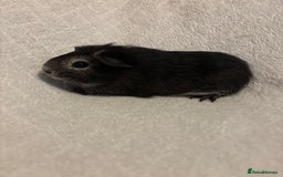 Guinea Pig rodents for sale: Californian x Swiss young boar  - Image 4