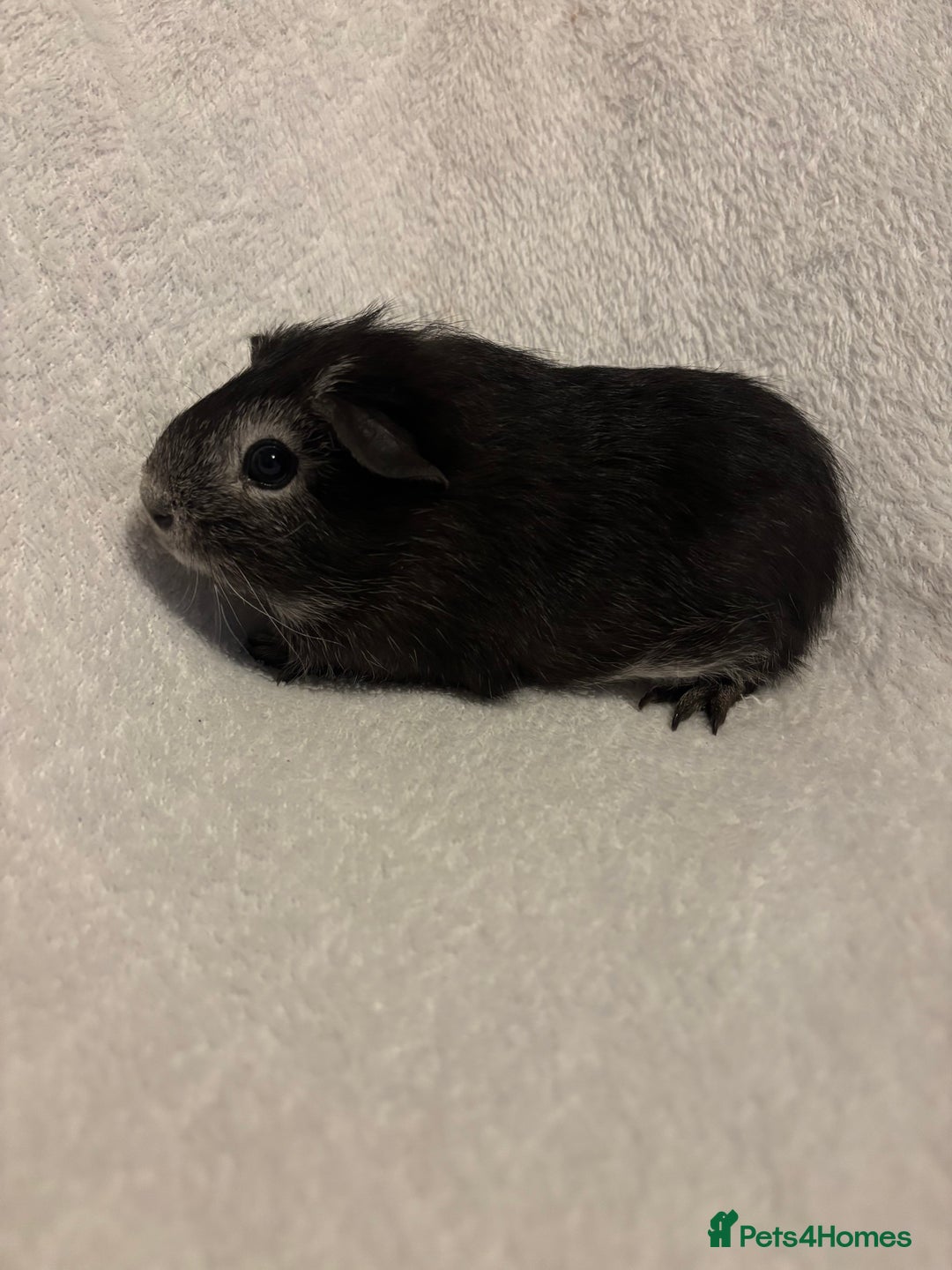 Guinea Pig rodents for sale: Californian x Swiss young boar  - Image 4