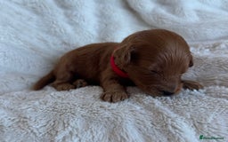 Cavapoo dogs for sale: Beautiful Red F1b Cavapoo Puppies - Image 8