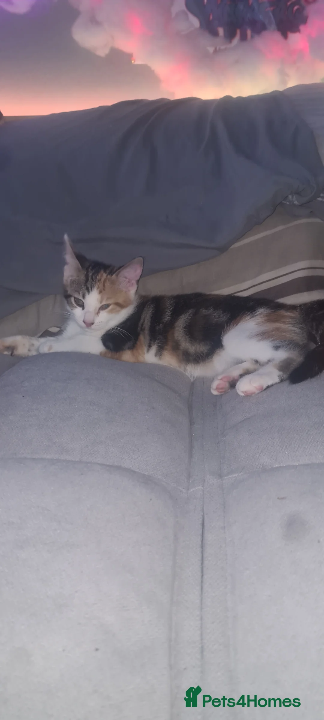 Mixed Breed cats for sale: mix bengal kittens happy for offers - Advert 2