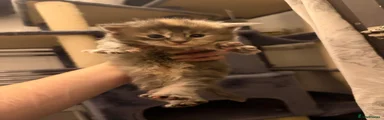 Maine Coon 3
