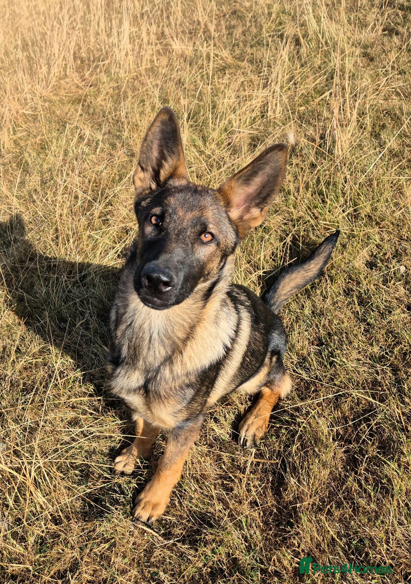 German Shepherd dogs Working-Line German Shepherd Bitch – 24 Weeks - Advert 1