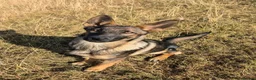 German Shepherd dogs for sale: Working-Line German Shepherd Bitch – 24 Weeks in Blackwood - Advert 1