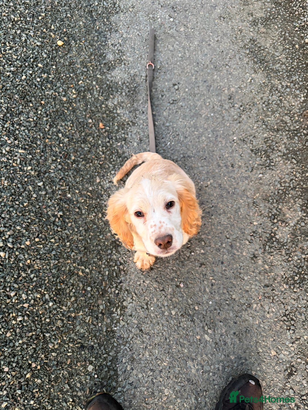 Cocker Spaniel dogs for sale: 4 month old Cocker spaniel  - Advert 3