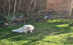Pomeranian dogs for sale: Pomeranian  - Image 7