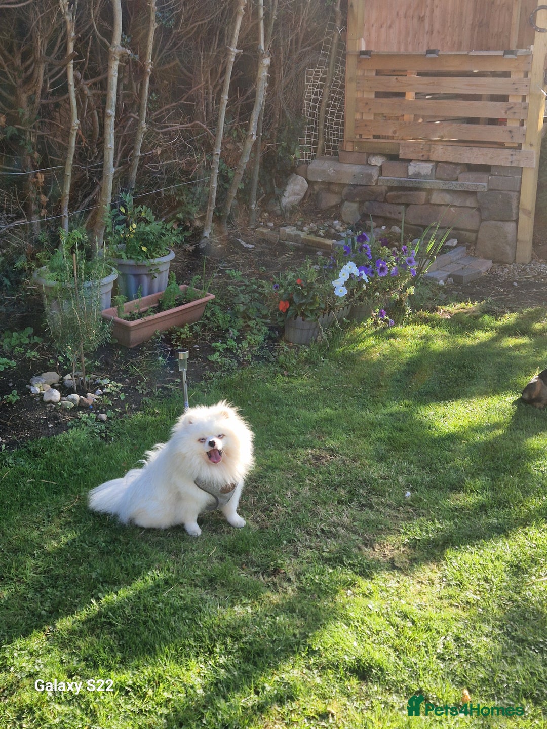 Pomeranian dogs for sale: Pomeranian  - Image 7
