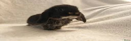 Mini Lop rabbits for sale: Beautiful Mini Lop Bunnies  - Advert 5