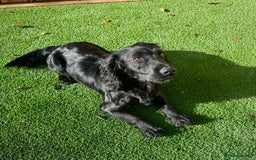 Cocker Spaniel dogs for sale: Beautiful Working Cocker Spaniel Puppies - Image 10