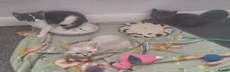 Russian Blue cats for sale: 3 Beautiful kittens ready to go in Lowestoft - Advert 5