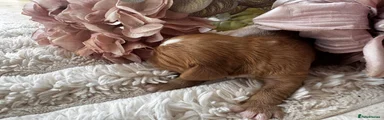 Cavalier King Charles Spaniel 1