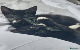 Domestic Shorthair cats for sale: 1 female cat - Image 2