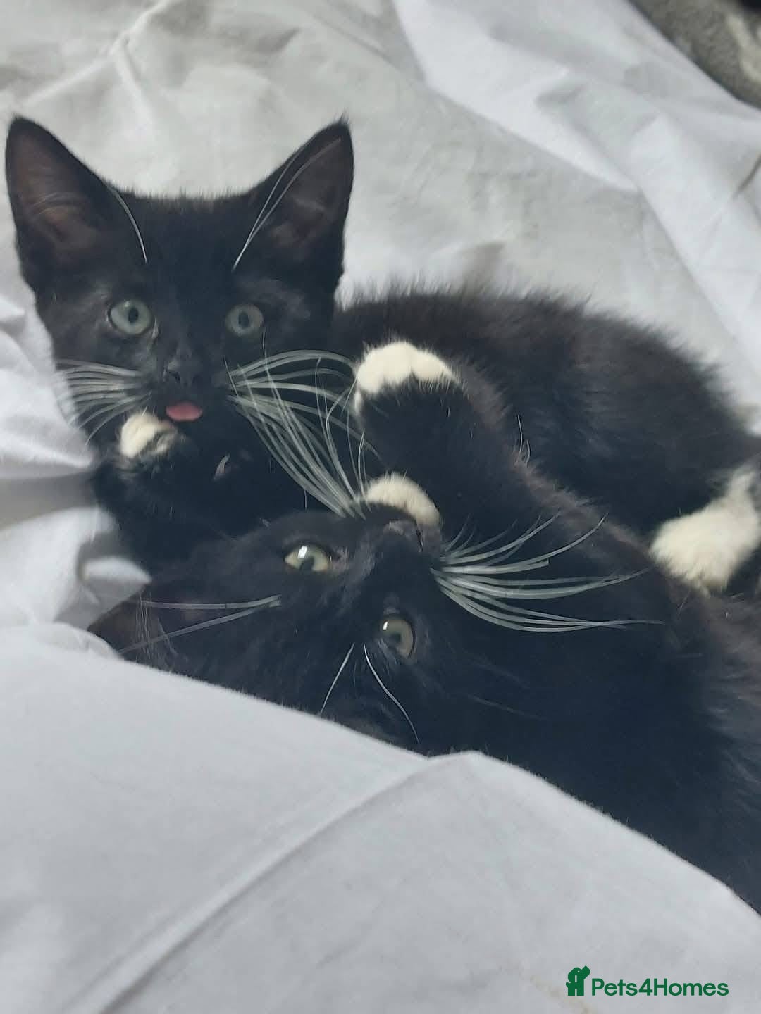Domestic Shorthair cats for sale: 1 female cat - Image 2