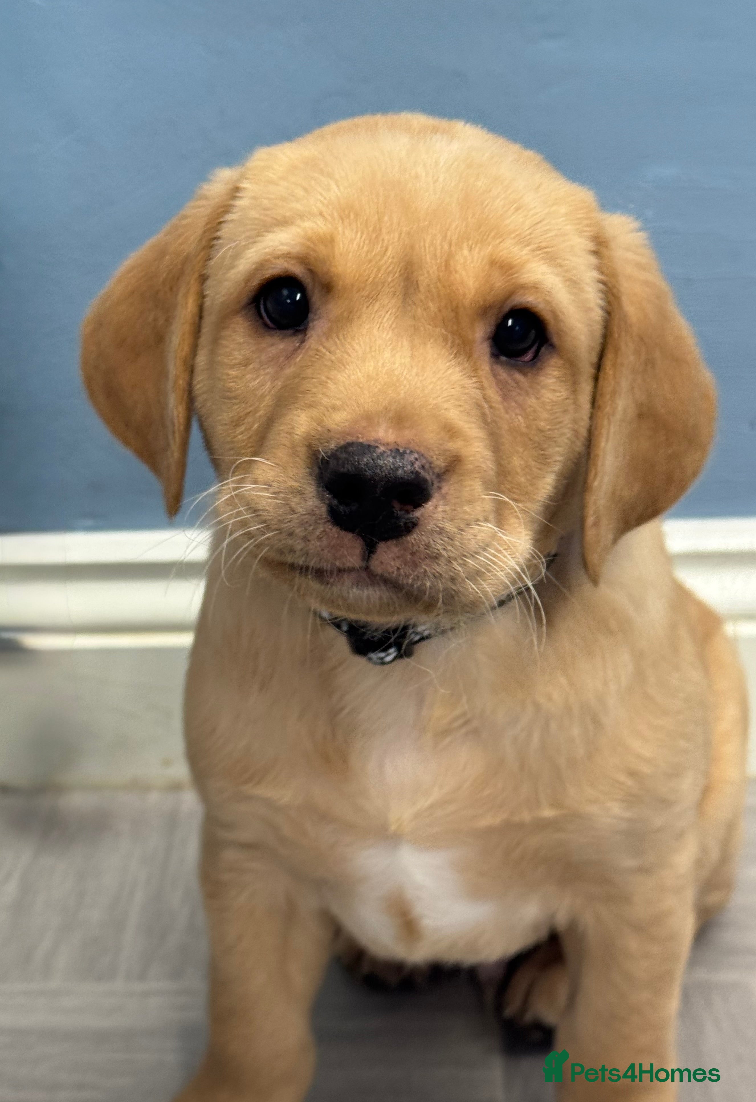 Labrador Retriever dogs Amazing KC Labradors fully health tested parents  - Advert 13