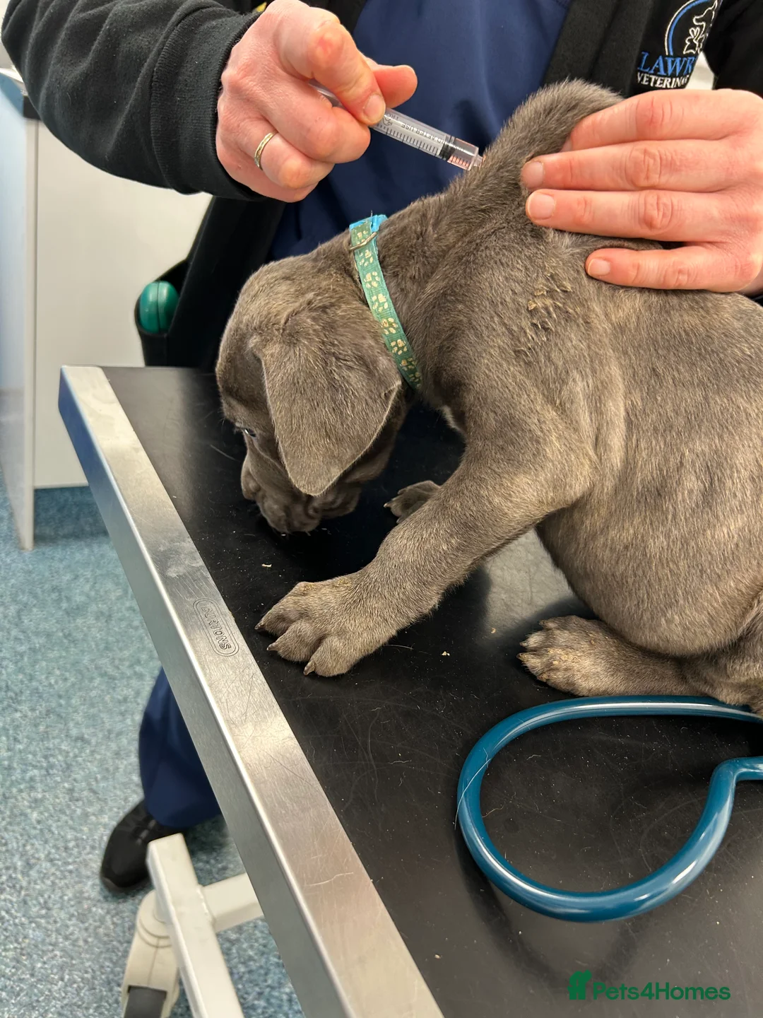 Cane Corso dogs for sale: Cane corso champion bloodline pups  - Advert 16