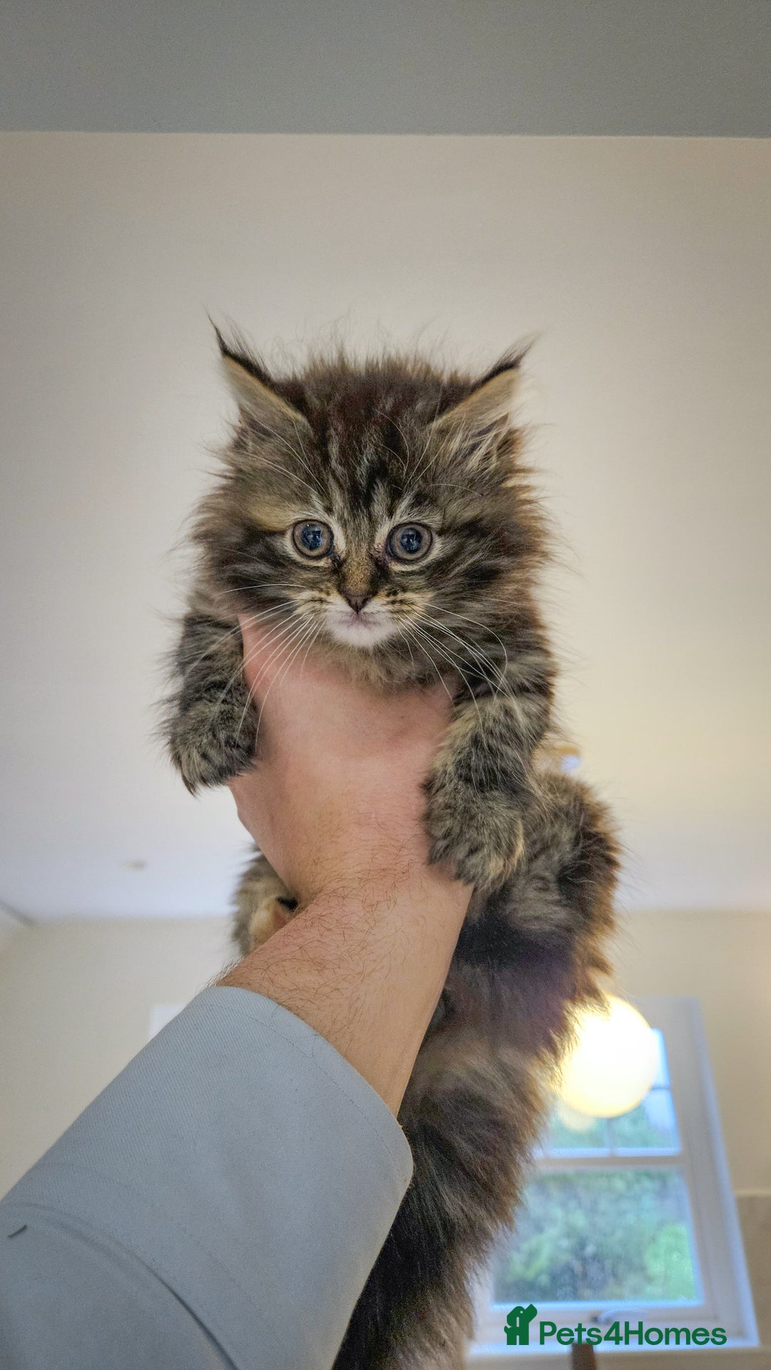 Siberian cats for sale: White and tabby Available!! Pure Siberian Kittens! - Advert 5