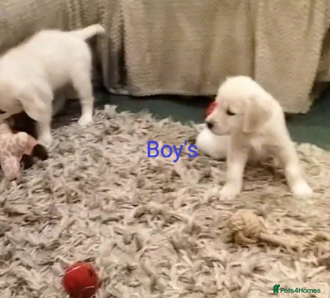 Golden Retriever dogs for sale: GOLDEN RETRIEVER PUPS - Advert 16