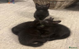 Domestic Shorthair cats for sale: 7 beautiful kittens!!!🐈‍⬛🐈‍⬛🐈‍⬛ - Image 19