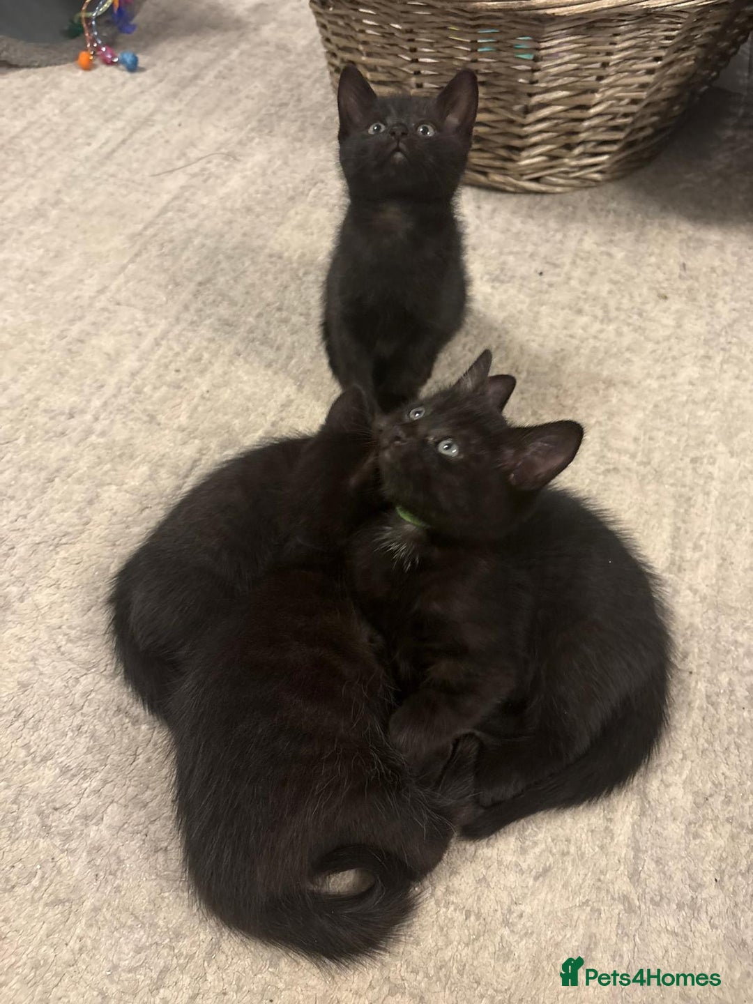 Domestic Shorthair cats for sale: 7 beautiful kittens!!!🐈‍⬛🐈‍⬛🐈‍⬛ - Image 19