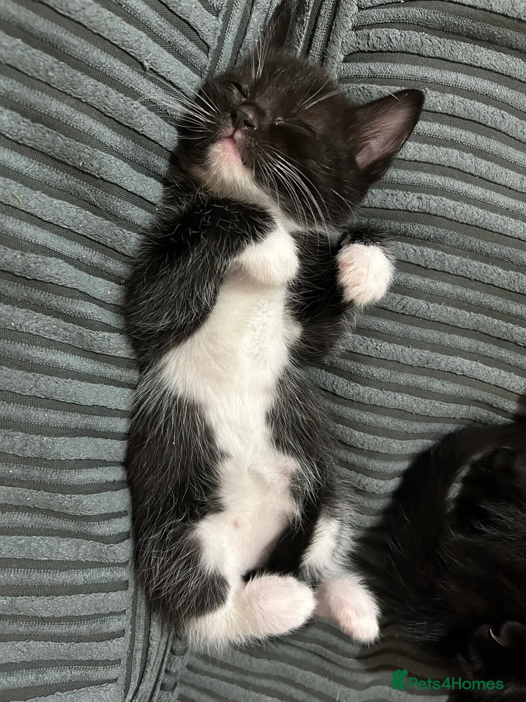 Mixed Breed cats for sale: Kittens for sale in Gosport - Advert 10