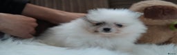 Pomeranian dogs for sale: Two cuties are looking for home  - Advert 17