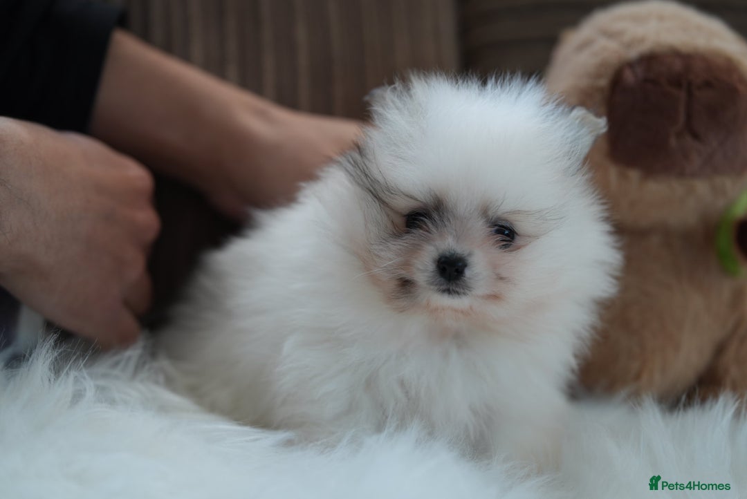 Pomeranian dogs for sale: Two cuties are looking for home  - Advert 17