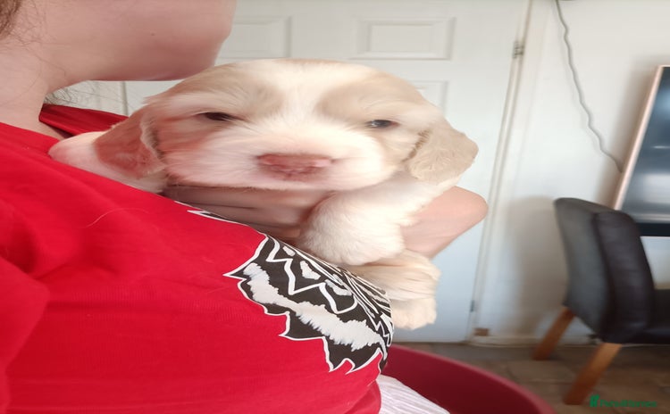 Cockapoo dogs - Advert 13