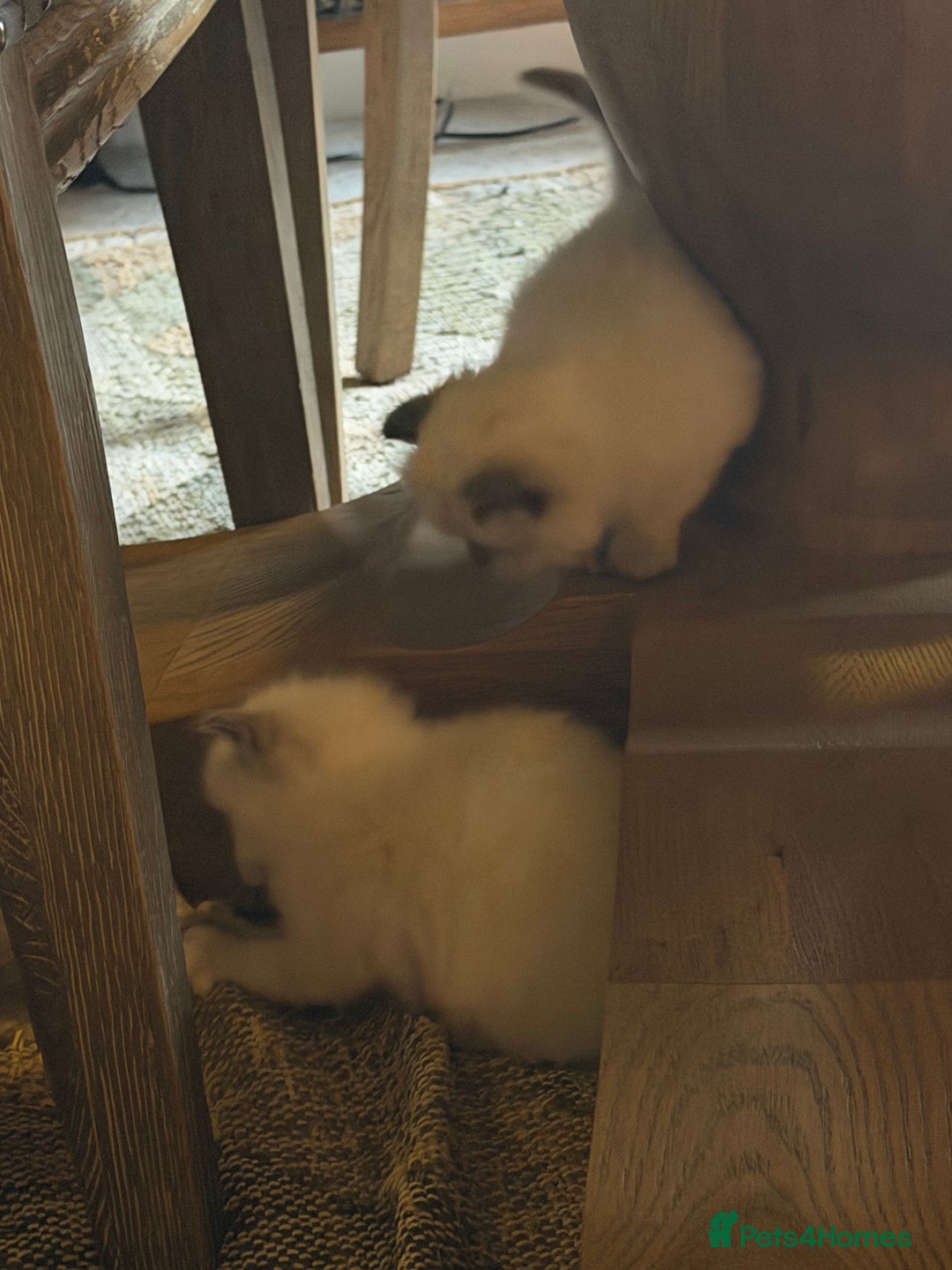 Ragdoll cats for sale: Adorable Ragdoll kittens - Image 5