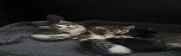 Mixed Breed cats for sale: 6 gorgeous kittens for sale - Advert 3
