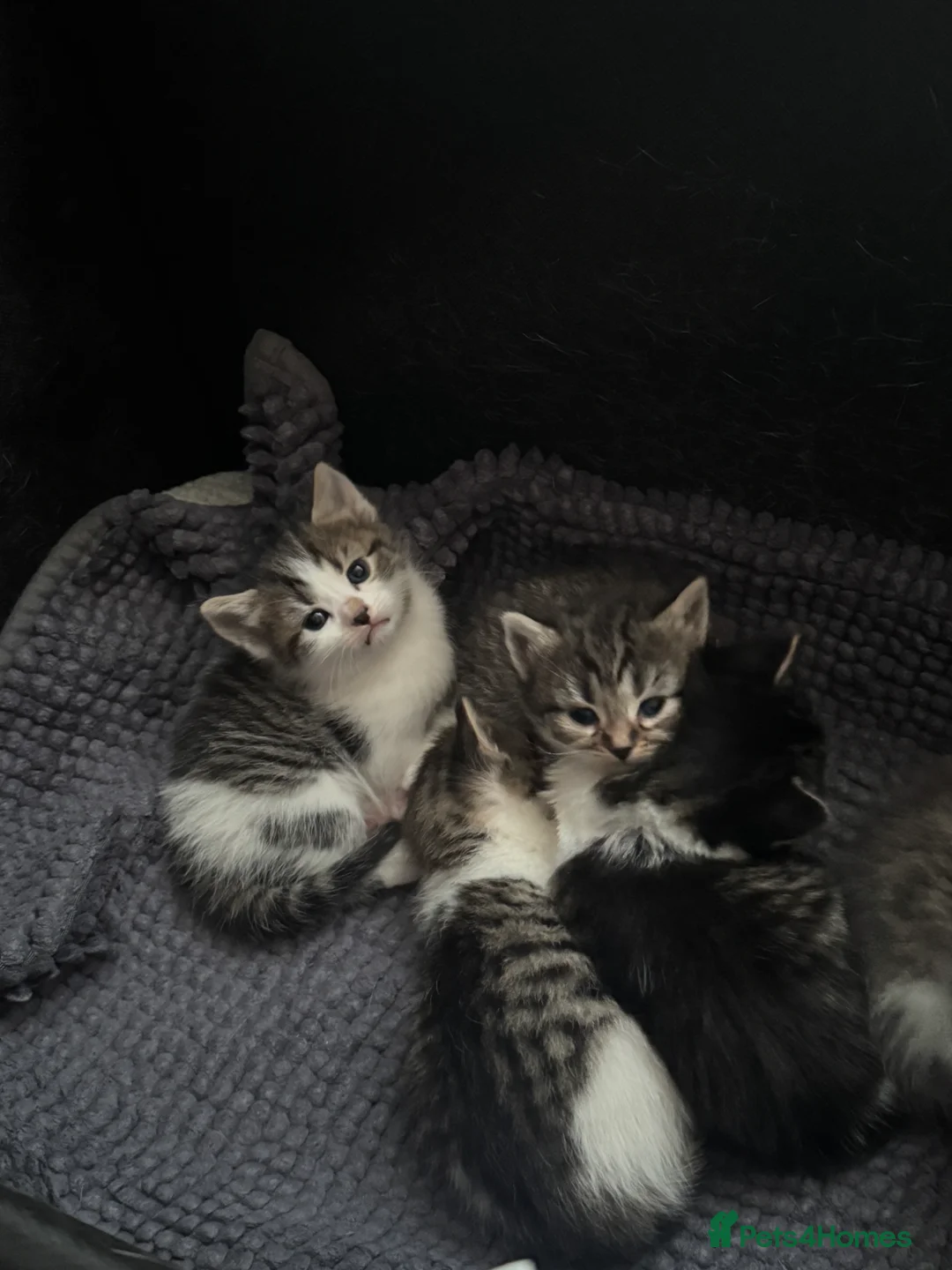 Mixed Breed cats for sale: 6 gorgeous kittens for sale - Advert 2