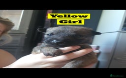 Mixed Breed dogs for sale: Belgian Malinois X Shar-pei puppies  - Image 8