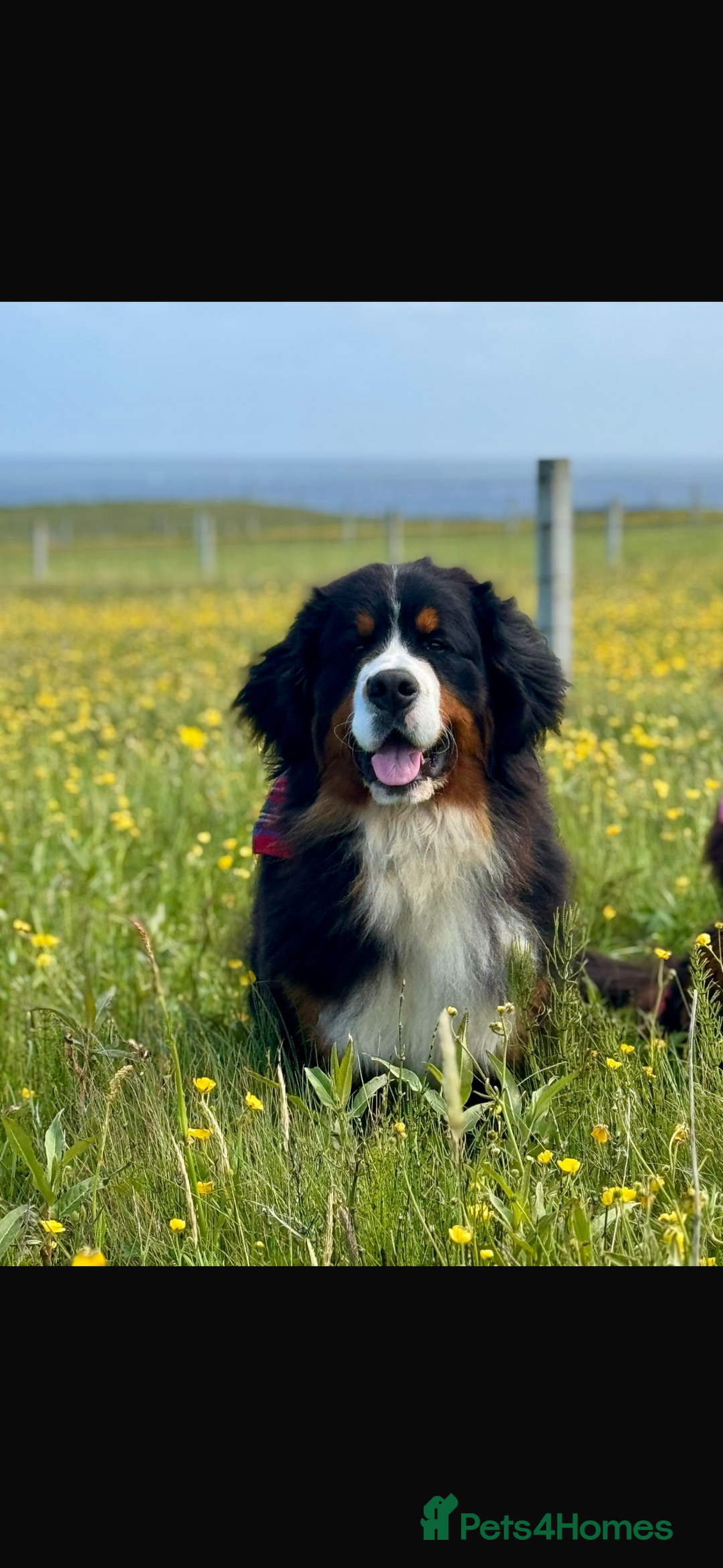 Bernese Mountain Dog dogs for stud: Gorgeous Bernese stud Maui - Advert 18