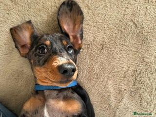 Miniature Dachshund dogs KC registered PRA CLR miniature dachshund - Advert 5