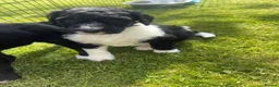 Bernedoodle dogs for sale: Stunning bernedoodle puppies  - Advert 10