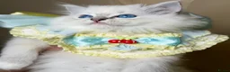 Ragdoll cats for sale: Ready To Leave Blue Lynx Ragdoll 💙Deep Blue Eyes - Advert 28