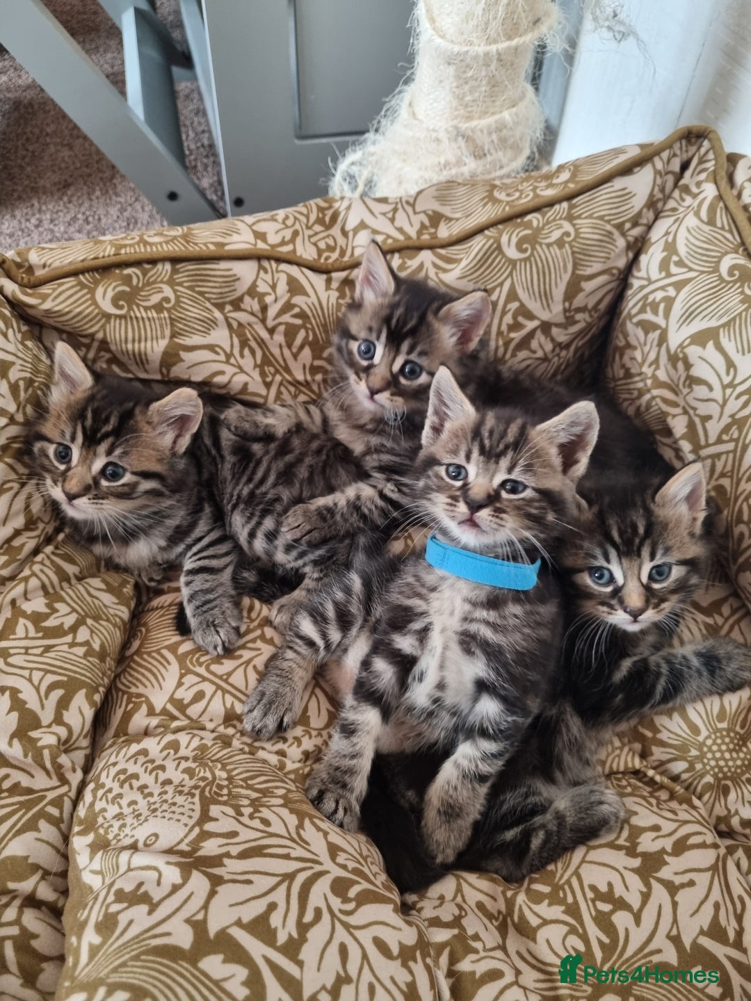 Maine Coon cats for sale: Beautiful fluffy Maine coon cross Kittens - Image 12