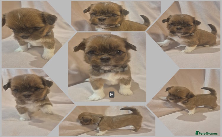 Lhasa Apso dogs - Advert 1