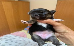 Chihuahua dogs for sale: Adorable semi long coat chihuahua puppies - Image 2