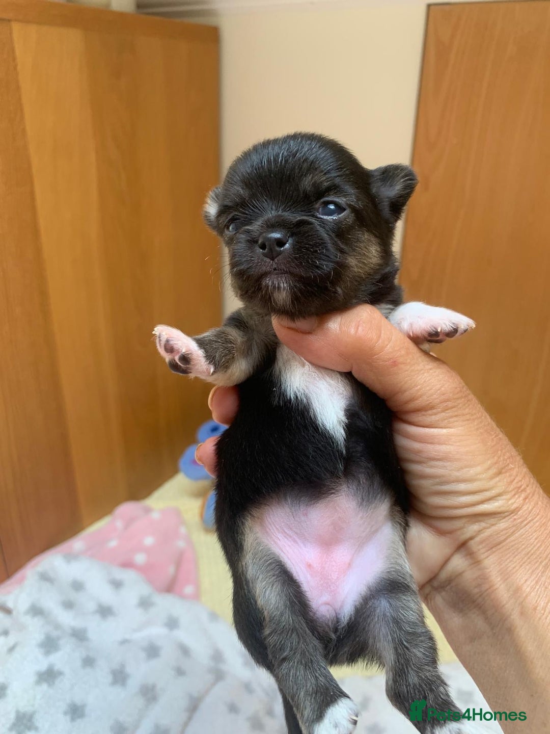 Chihuahua dogs for sale: Adorable semi long coat chihuahua puppies - Image 2