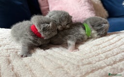 British Shorthair cats for sale: Outstanding kittens 😻 Champion line🥇🏆😻 - Image 17