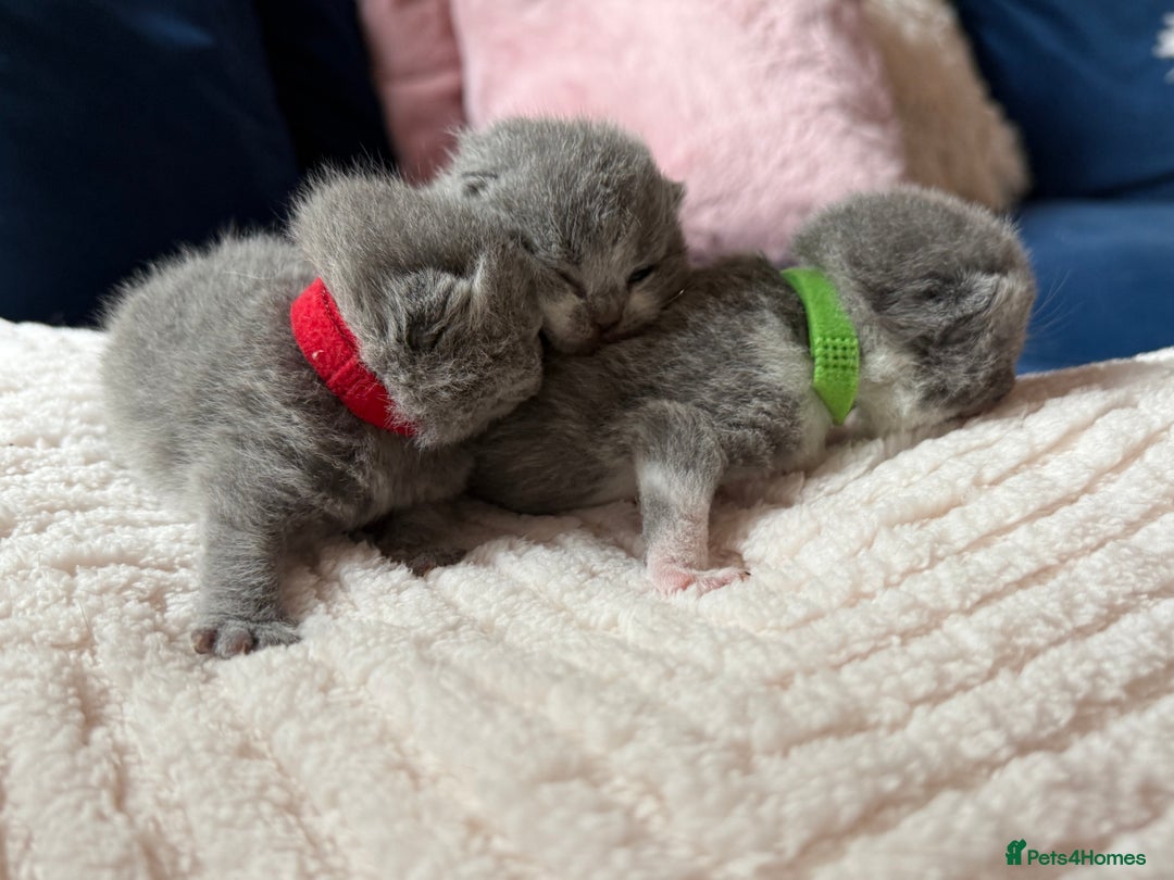 British Shorthair cats for sale: Outstanding kittens 😻 Champion line🥇🏆😻 - Image 17
