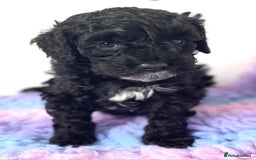 Cockapoo dogs for sale: F1b cockapoo ready to leave now last girl left - Image 37