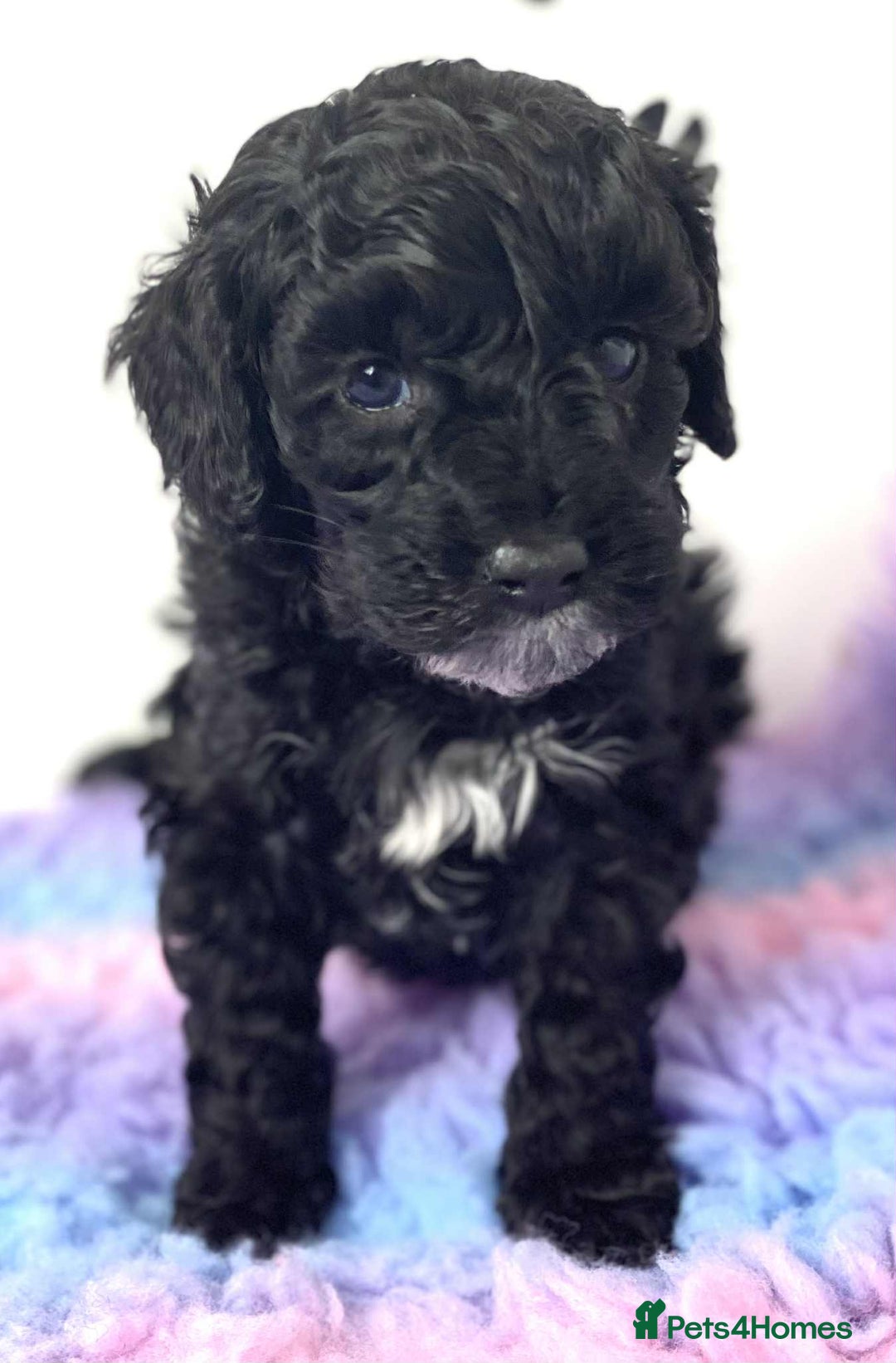 Cockapoo dogs for sale: F1b cockapoo ready to leave now last girl left - Image 37