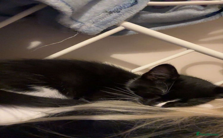 British Longhair cats - Advert 1