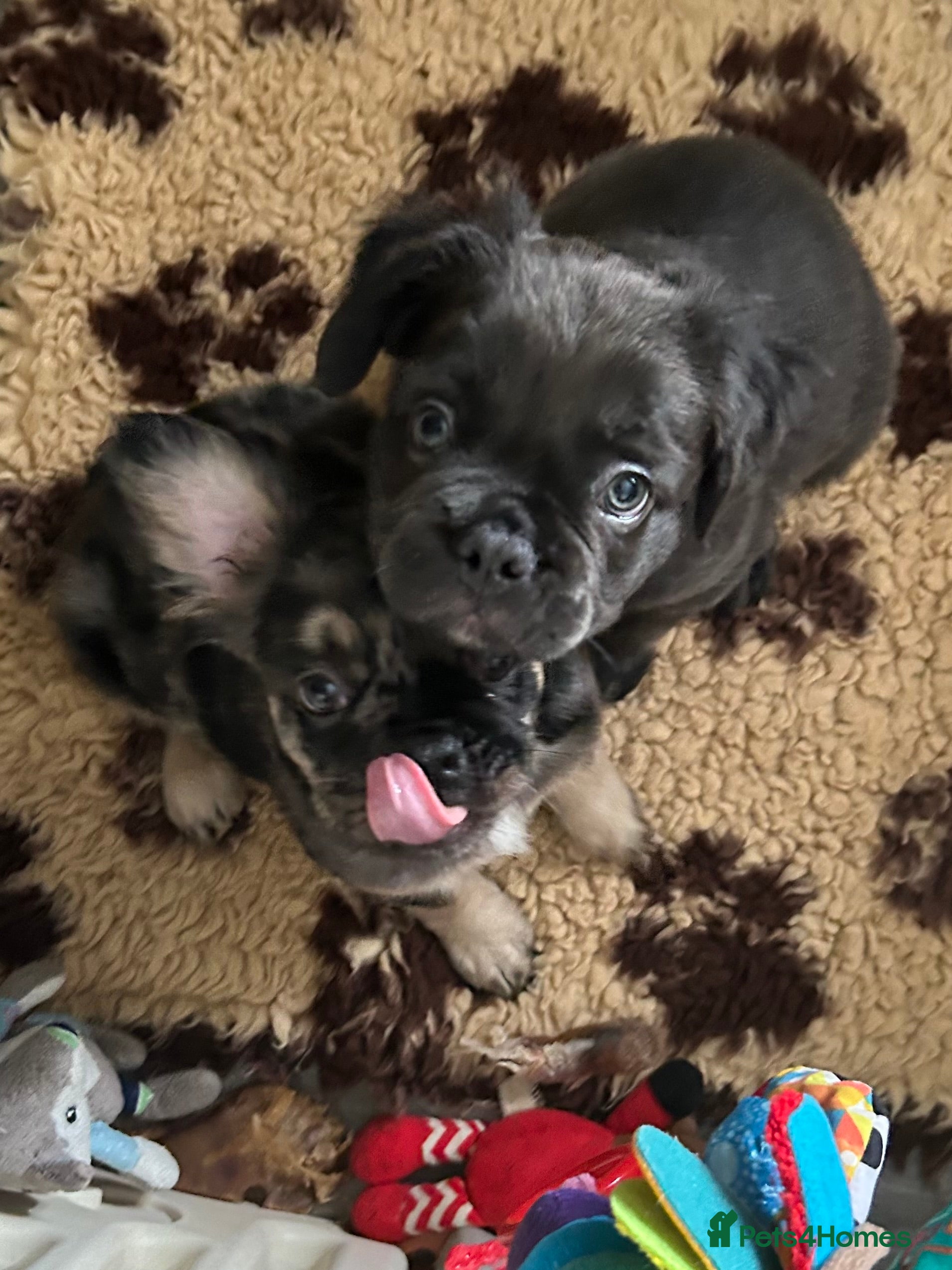 French Bulldog dogs Ready now, 2 boys 🐾🔥Fluffy French bulldogs 🔥🐾 - Advert 5