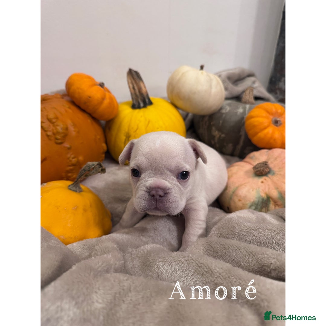 French Bulldog dogs for sale: Last 2 girls left! KC registered French Bulldogs - Advert 19