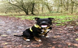 Mixed Breed dogs for sale: Rottweiler x American Staffy Puppies - Image 5