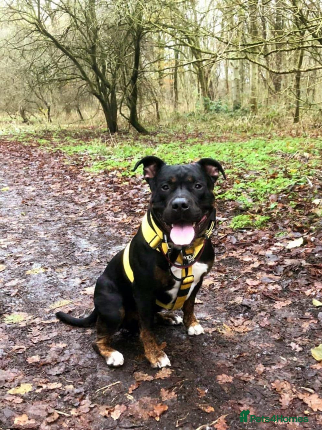Mixed Breed dogs for sale: Rottweiler x American Staffy Puppies - Image 5