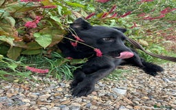 Mixed Breed dogs for adoption: Lady - Norwich Norfolk  - Image 8