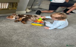 English Bulldog dogs for sale: Chocolate tri merle female in Preston - Image 6